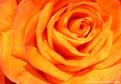 IM6NA -8793-photo-rose-orange