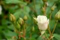 normal beautiful-flower-white-rose-02