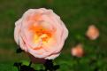 oct 22 1820 pink rose