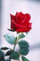 red-rose-photography w475 h725