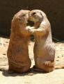 Prarie Dog Love 2