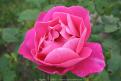 Rose fuchsia