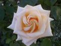 ROSE-01-a22809281