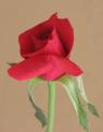 my rose 2