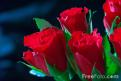 12 77 2---Red-Rose web