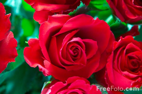 12 77 3---Red-Rose web