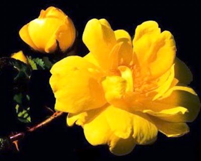 Yellow rose