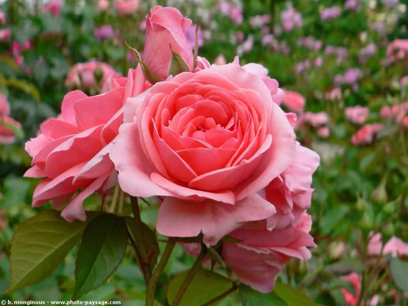normal pretty-rose