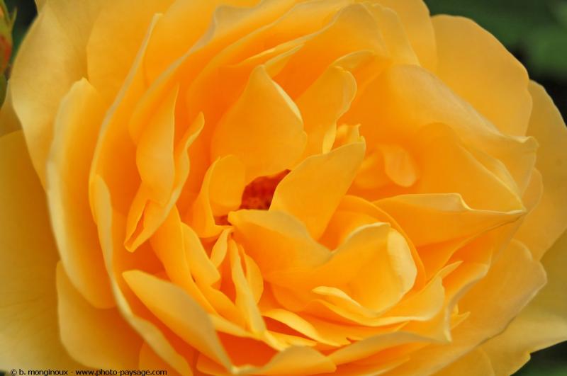 normal beautiful-flower-yellow-rose-01 3