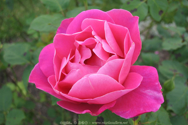 Rose fuchsia