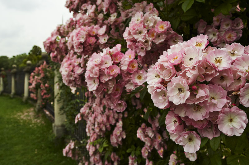 rose-bush