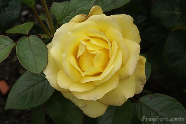 Yellow Rose