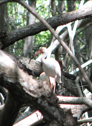 mangrove2